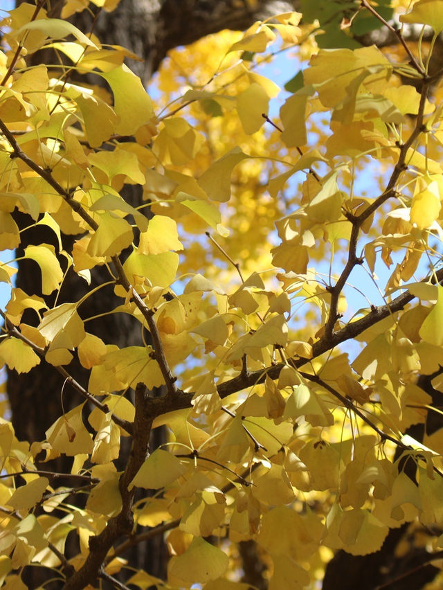 邯鄲賞秋必去地！磁縣天保寨的紅葉讓你美哭