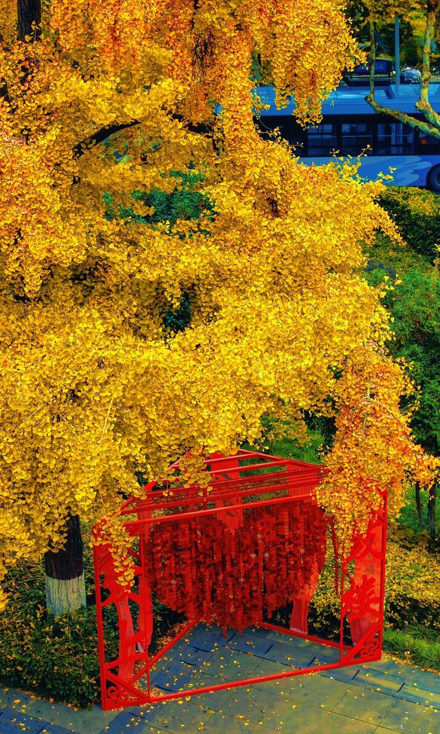 南京必打卡！紅牆銀杏出片神地，比故宮人少好看！