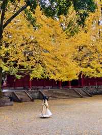 為了這扇秋日限定的窗，我專門去了趟崇州