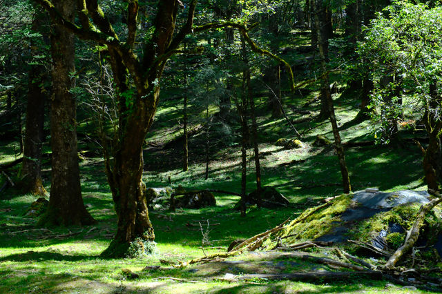 雲杉坪和藍月谷位於玉龍雪山景區遊玩攻略 雲杉坪和藍月谷位於玉龍雪山景區遊玩攻略
