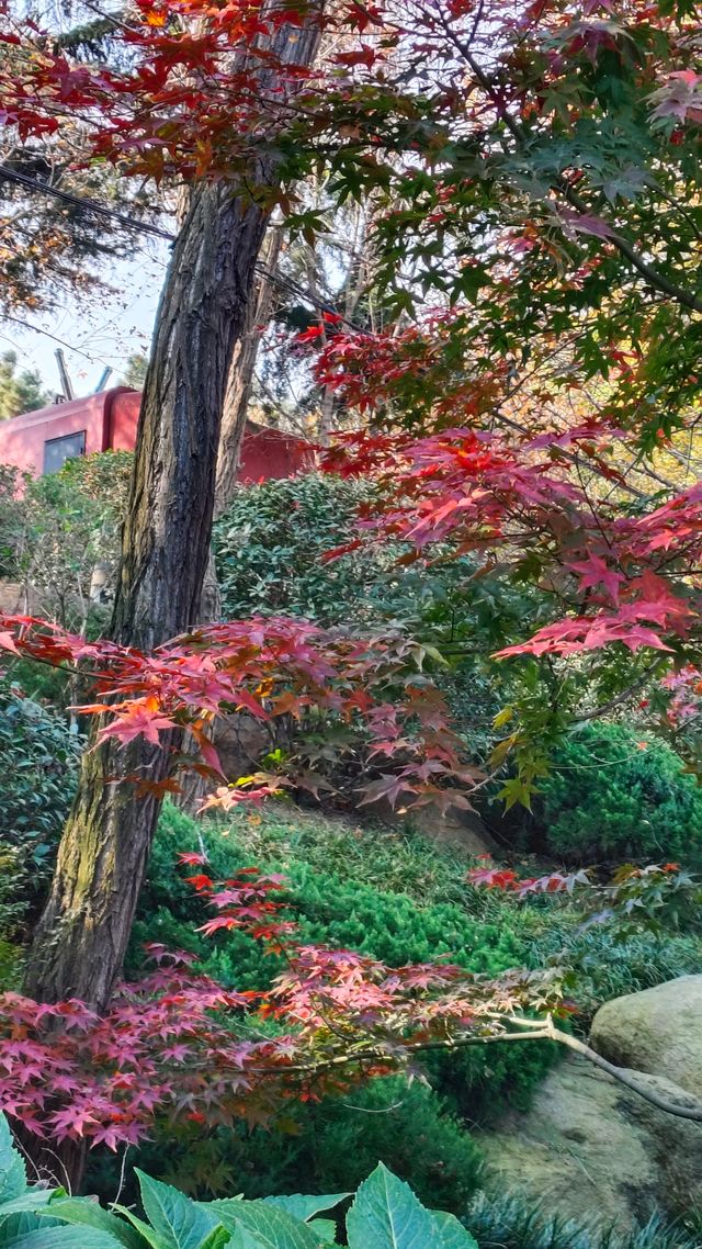 秋日青島楓葉秘境 秋日青島楓葉秘境