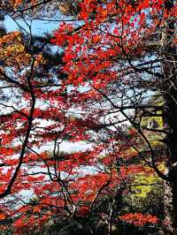 三清山遊覽攻略