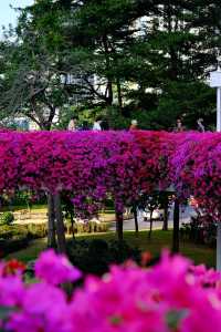 廣州冬日限定|全城最美的粉紅色三角梅花海打卡點