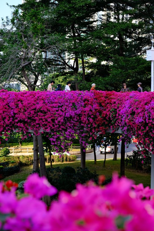 廣州冬日限定|全城最美的粉紅色三角梅花海打卡點 廣州冬日限定|全城最美的粉紅色三角梅花海打卡點