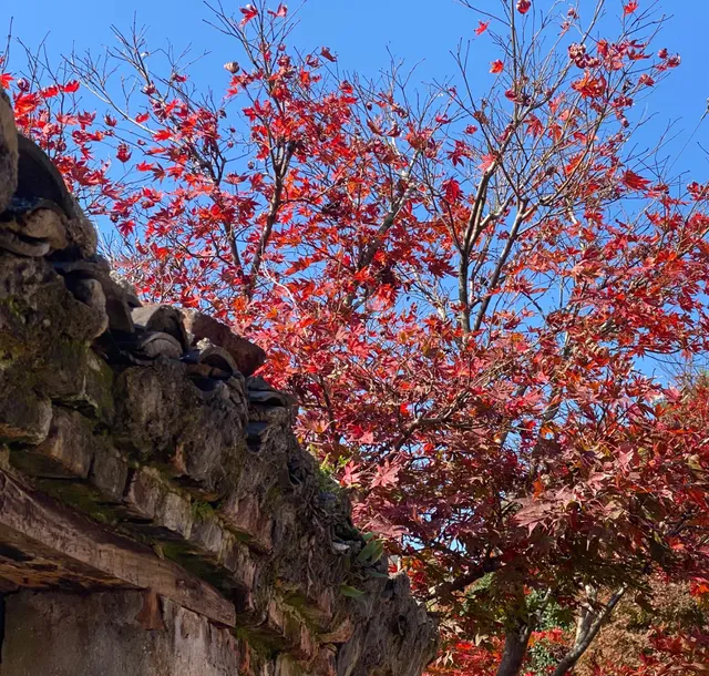 四明山蜘蛛嶺，秋日封神之作！