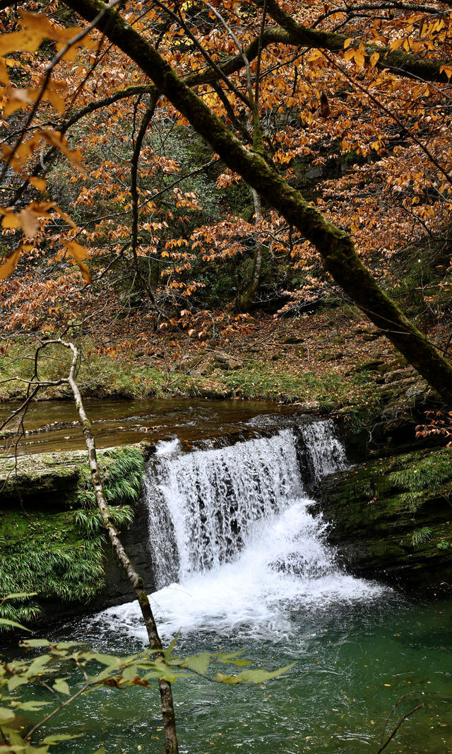 陝西秋日封神之境！黎坪紅葉美到失語