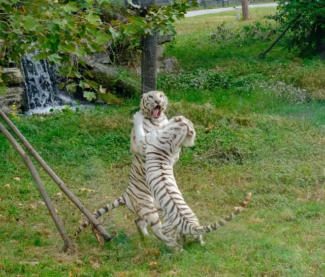 30歲小登一人5h 免門票遊上海野生動物園 30歲小登一人5h 免門票遊上海野生動物園