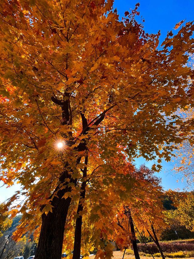 瀋陽必爬棋盤山攻略 瀋陽必爬棋盤山攻略