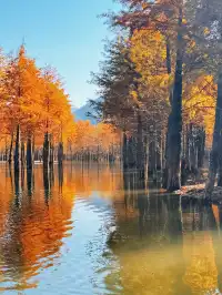 11.15皖南川藏線之落羽紅杉林