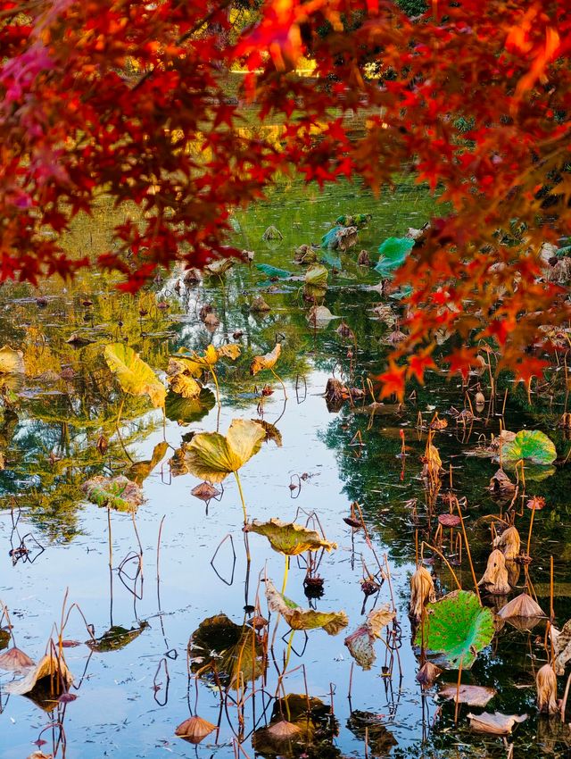 秋色滿園絕美倒映