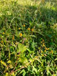 普洱避世秘境闖入宮崎駿的綠野仙蹤