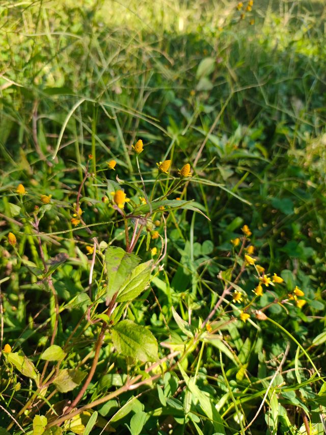 普洱避世秘境闖入宮崎駿的綠野仙蹤
