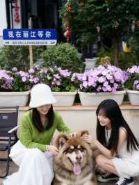 ✨麗江初見就淪陷!這家民宿藏著「林更新狗子」也太可愛了吧🐾