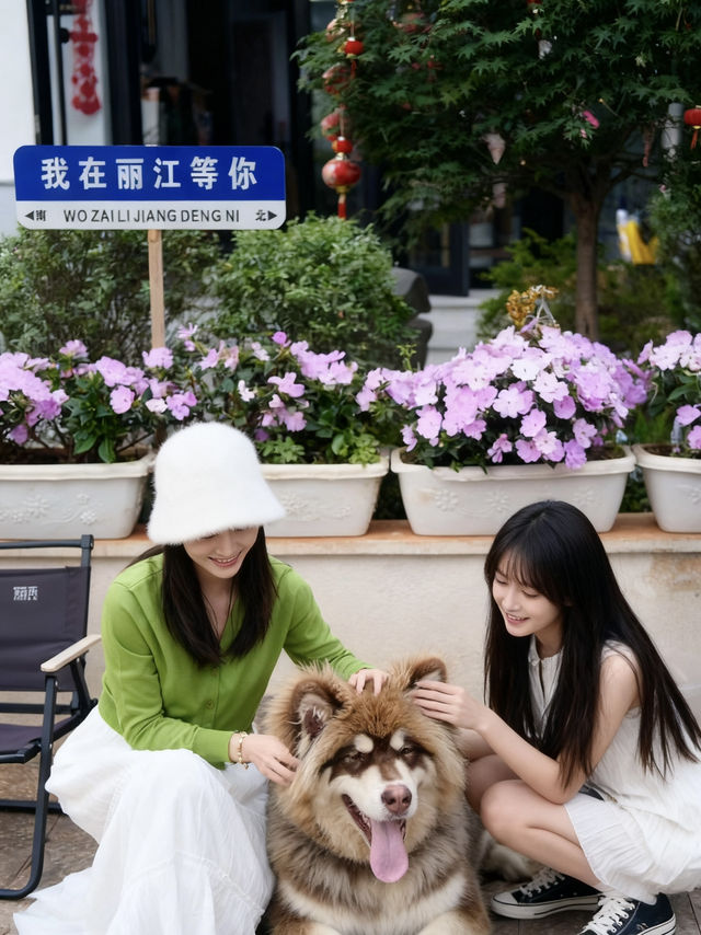 ✨麗江初見就淪陷!這家民宿藏著「林更新狗子」也太可愛了吧🐾 ✨麗江初見就淪陷!這家民宿藏著「林更新狗子」也太可愛了吧🐾