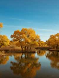 金塔胡楊林親子行|帶娃解鎖秋日胡楊秘境