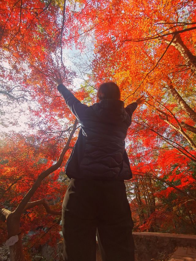 南京三天遊(秋天的尾巴) 南京三天遊(秋天的尾巴)