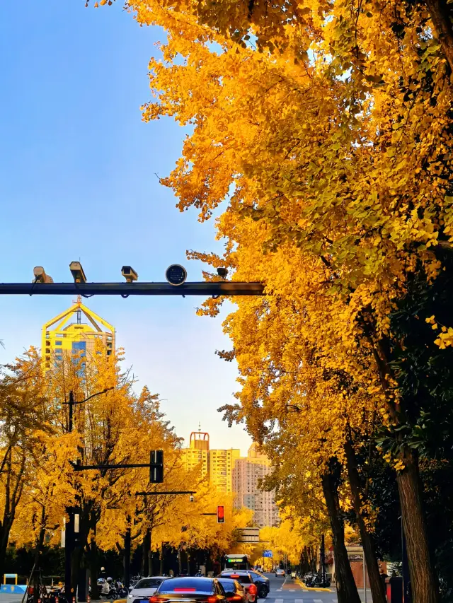 Shanghai's Hidden Art Landmark! Encounter Golden Ginkgo and Skyline at Cheng Shifa Art Museum