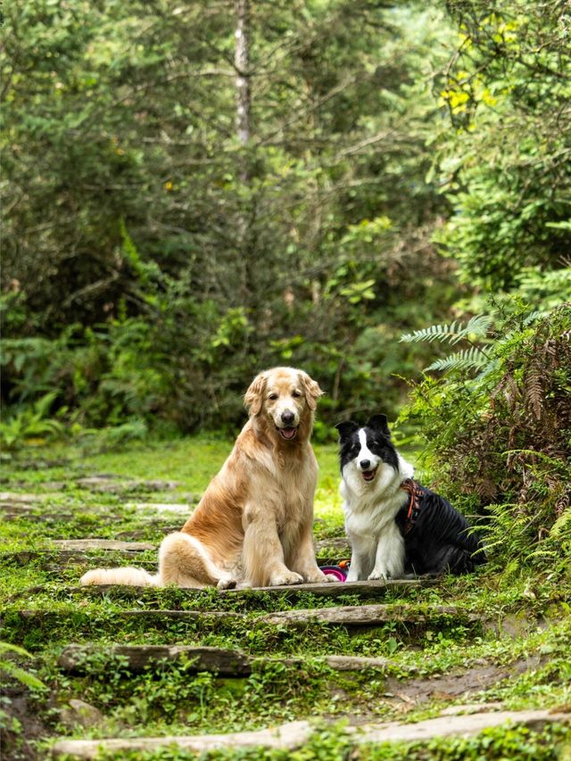 帶狗子去川西「小瑞士」阿布的若丁山|誰說川西只有稻城