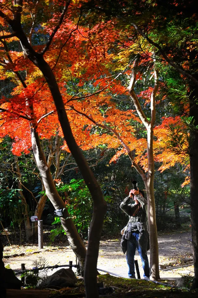 名古屋紅葉 東山植物園2025.11.27 名古屋紅葉 東山植物園2025.11.27
