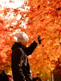 盼瘋了!陽澄湖紅楓大道已進入全紅模式!