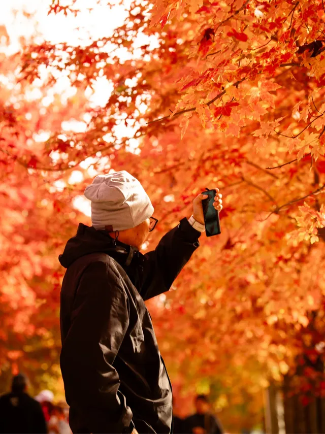 盼瘋了!陽澄湖紅楓大道已進入全紅模式! 盼瘋了!陽澄湖紅楓大道已進入全紅模式!