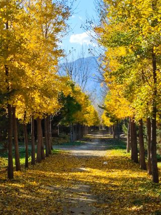 Three-Day Travel Guide to Baicheng