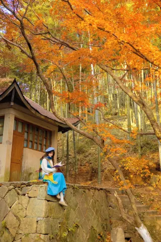 The real shot of Mogan Mountain's red maple concentration on December 1st is already 100% 