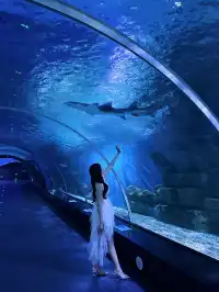 泉州我實現了和長頸鹿貼臉吃早餐