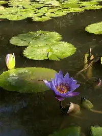 曼聽公園有自己的翡翠湖(附攻略