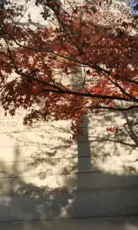 Live全屏打開最美楓葉神樹錯過等明年