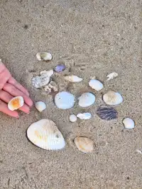 深圳看海封神攻略大小梅沙+大鵬半島全解