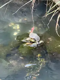普陀山一日遊實測 普通週末巨大客流