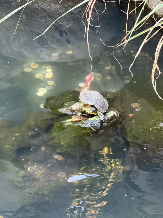 普陀山一日遊實測 普通週末巨大客流 普陀山一日遊實測 普通週末巨大客流