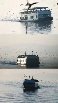 無錫｜鼋頭渚的海鷗從不失約