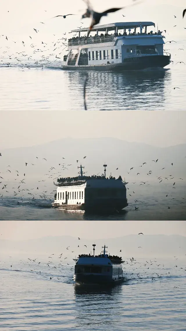 無錫｜鼋頭渚的海鷗從不失約