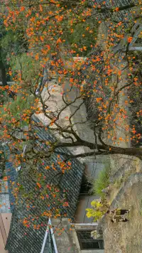 溫州市區1h達這個免費古村,柿子正紅透