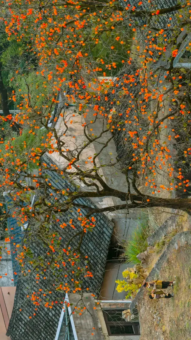 溫州市區1h達這個免費古村,柿子正紅透 溫州市區1h達這個免費古村,柿子正紅透