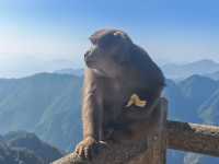 登頂黃山·邂逅流動的山水畫卷