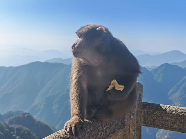登頂黃山·邂逅流動的山水畫卷 登頂黃山·邂逅流動的山水畫卷