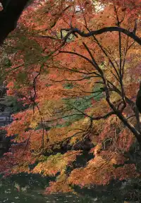 12.3|虞山紅楓進度99% (附路線圖