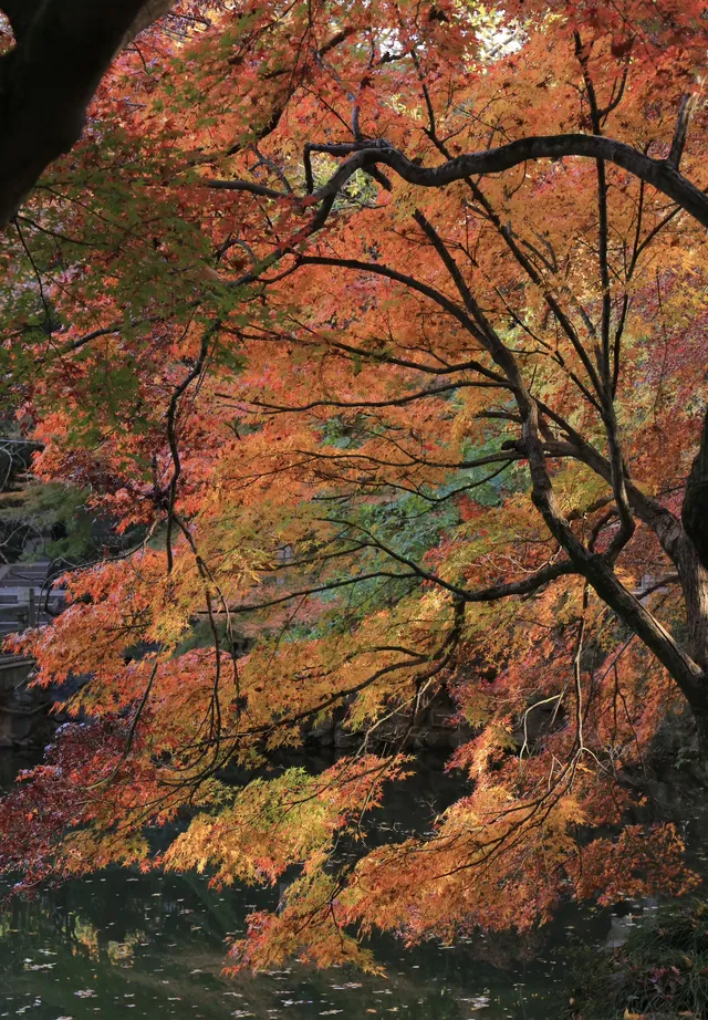 12.3|虞山紅楓進度99% (附路線圖 12.3|虞山紅楓進度99% (附路線圖