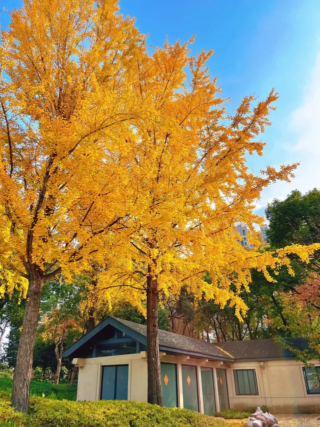 報劉海粟綠地 銀杏濃度已達99.9% 報劉海粟綠地 銀杏濃度已達99.9%