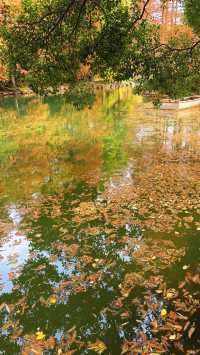 上海秋冬限定!紅杉映金杏賞景全攻略