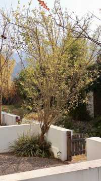 為了這棵1000年銀杏 我特意去了趟永嘉