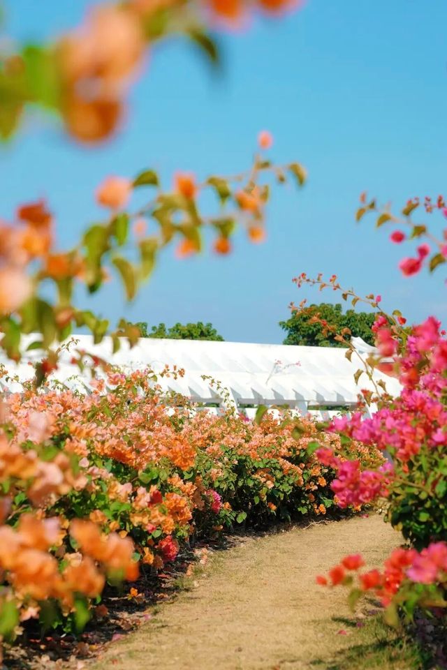 廈門市花島|三角梅花海盛放,住進錦江之星品尚開啟浪漫之旅 廈門市花島|三角梅花海盛放,住進錦江之星品尚開啟浪漫之旅