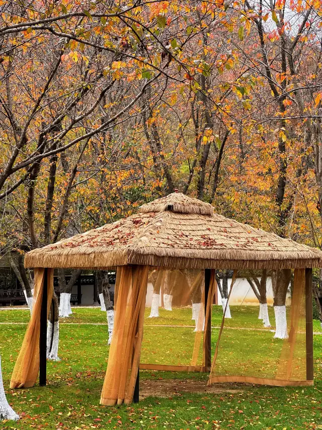 As of 12.10, Shaoxing's secret maple viewing spot 