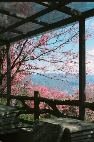 우량산 벚꽃 계곡은 겨울철 동화 속 낙원입니다. 주소: 윈난성 푸얼시 징둥 이족 자치현. 입장료: 50위안 (포함)