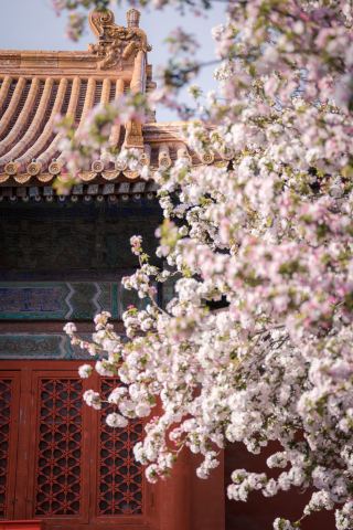 고궁 봄꽃 소식 속보|문화전 앞 해당화 만발