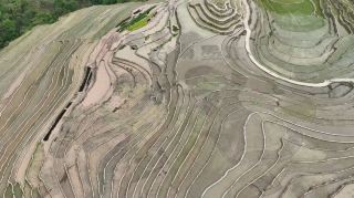 墨江馬年雙胞稻田畫，大地藝術迎觀賞期