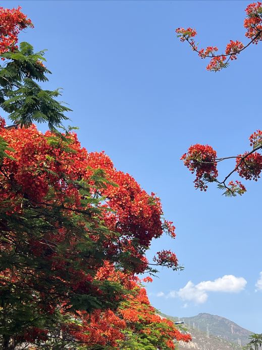 攀枝花の鳳凰花（市の花／鳳凰木） | Trip.com 攀枝花